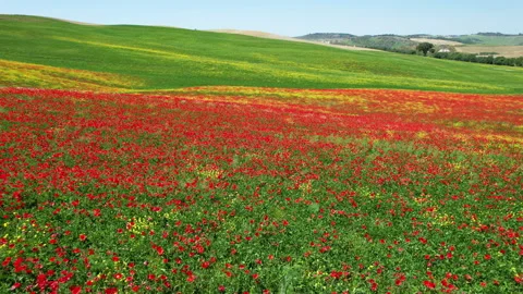 Flight over beautiful field of red poppies and blue sky in Tuscany, near Pienza. Stockbeeldmateriaal 195087191