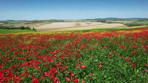 Flight over beautiful field of red poppies and blue sky in Tuscany. Italy. Stock Footage 195091399