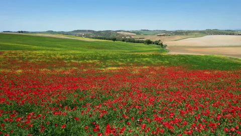 Flight over beautiful field of red poppies with blue sky in Tuscany. Italy. Stock Footage 195091424