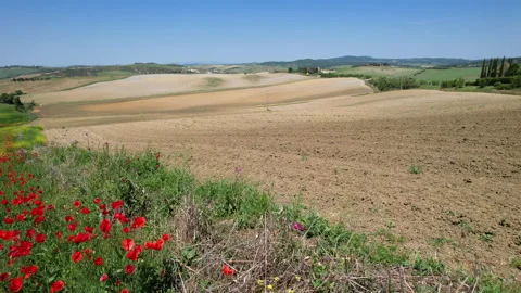 Flight over beautiful field of red poppies with blue sky in Tuscany Video stock 231033183