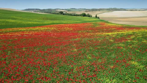 Flight over beautiful field of red poppies with blue sky in Tuscany. Italy. Stock Footage 247453441