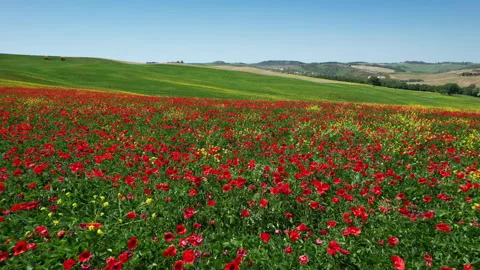 Flight over beautiful field of red poppies and blue sky in Tuscany, Italy. 스톡 동영상 248754545