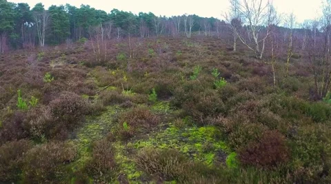 Flight over beautiful forest Stock Footage 46048368