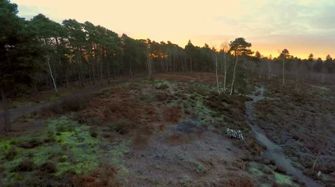 Flight over beautiful forest Stock Footage 46254217