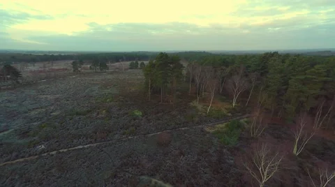 Flight over beautiful forest Stock-Footage 46254911