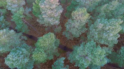 Flight over beautiful forest Video stock 46255080