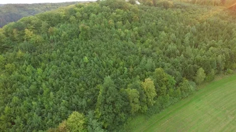 Flight over beautiful forest Stock Footage 54934052