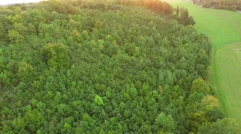 Flight over beautiful forest Stock Footage 54934066