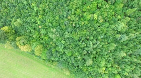 Flight over beautiful forest Stock Footage 54934314