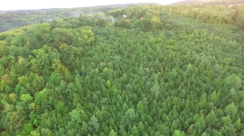 Flight over beautiful forest Stock Footage 54934346