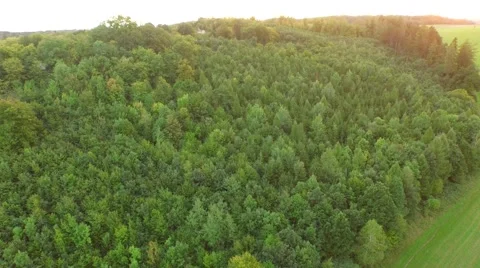 Flight over beautiful forest Stock Footage 54935027