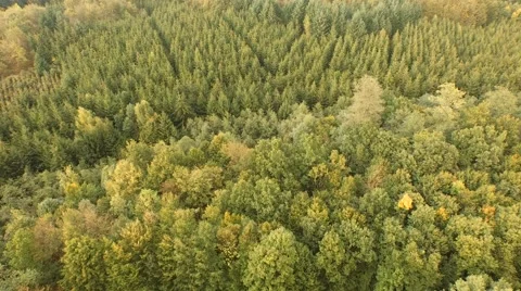 Flight over beautiful forest Stock Footage 55304360