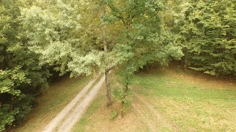 Flight over beautiful forest Stock Footage 55304781