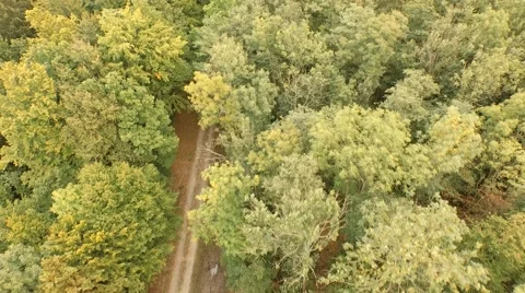 Flight over beautiful forest Stock Footage 55304858