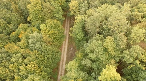 Flight over beautiful forest Stock Footage 55305007