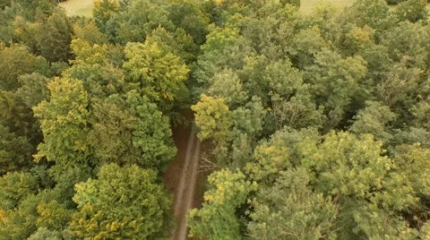 Flight over beautiful forest Stock Footage 55305193