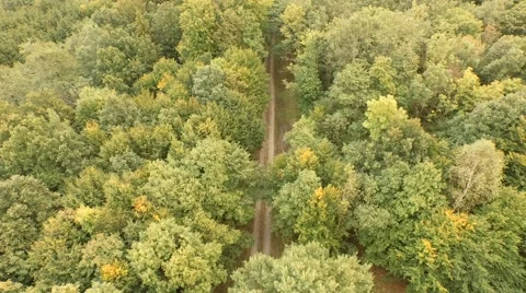 Flight over beautiful forest Stock Footage 55305465