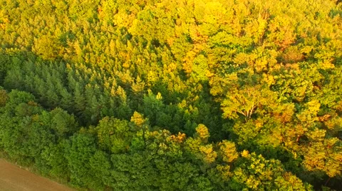 Flight over beautiful forest Stock Footage 55419369