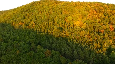 Flight over beautiful forest Stock Footage 55419731