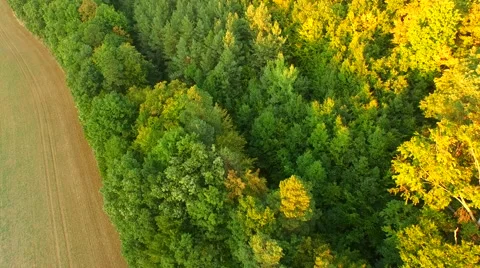 Flight over beautiful forest Stock Footage 55419983