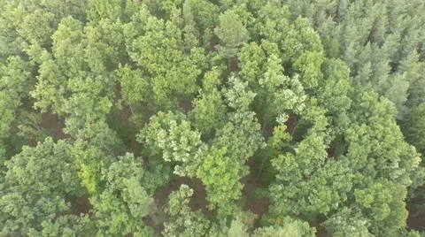 Flight over beautiful forest Stock Footage 55422317