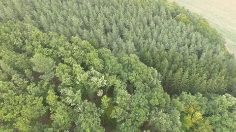 Flight over beautiful forest Stock Footage 55422615
