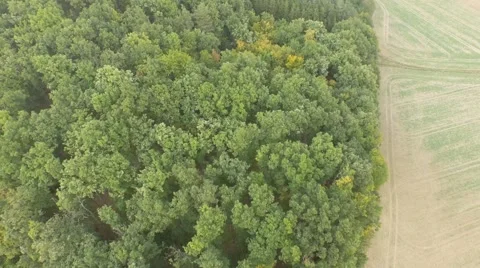 Flight over beautiful forest Stock Footage 55422663