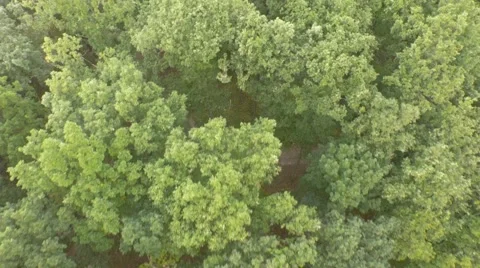 Flight over beautiful forest Stock Footage 55423022