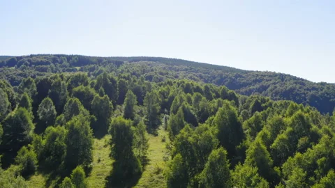 Flight over a beautiful forest on a vast mountain terrain Stock Footage 137518894