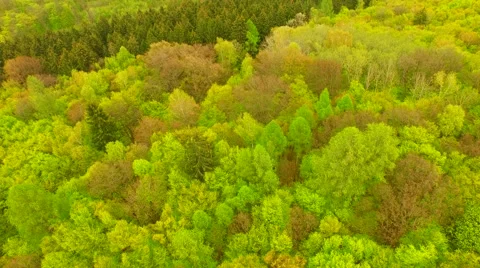 Flight over beautiful green forest Stock Footage 62738072