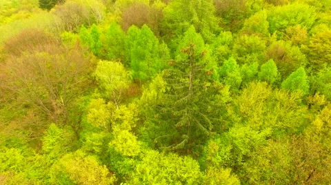 Flight over beautiful green forest Stock Footage 62738136