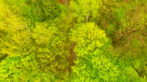 Flight over beautiful green forest Stock Footage 62738640