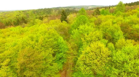 Flight over beautiful green forest Stock Footage 62738664