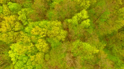 Flight over beautiful green forest Stock Footage 62738665