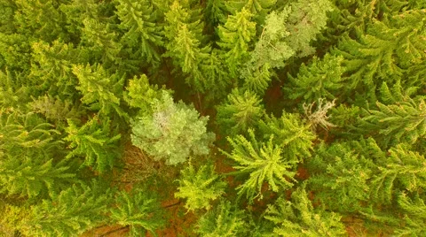 Flight over beautiful green forest Stock Footage 62738704