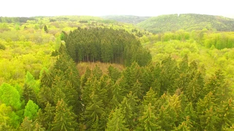 Flight over beautiful green forest Stock Footage 62739260