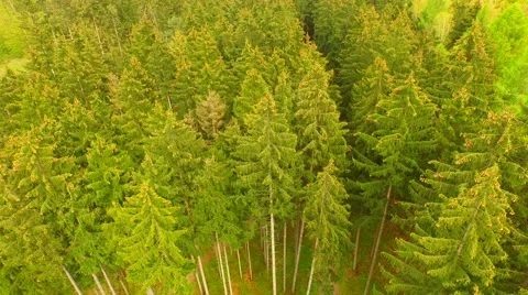 Flight over beautiful green forest Stock Footage 62739476