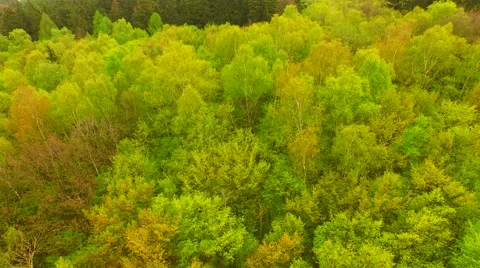 Flight over beautiful green forest Stock Footage 62739549