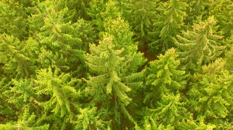 Flight over beautiful green forest Stock Footage 62739554