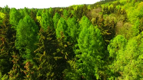 Flight over beautiful green forest Stock Footage 62904199