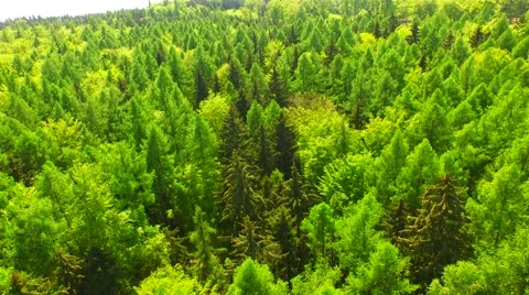 Flight over beautiful green forest Stock Footage 62904261