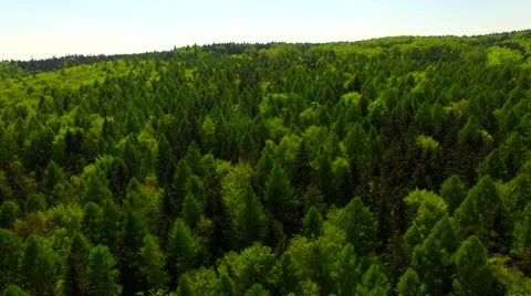 Flight over beautiful green forest Stock Footage 62904271
