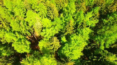 Flight over beautiful green forest Stock Footage 62904278