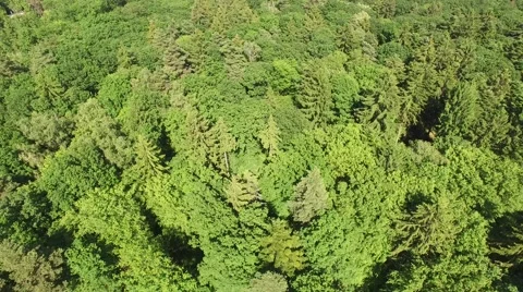Flight over beautiful green forest Stock Footage 63868690