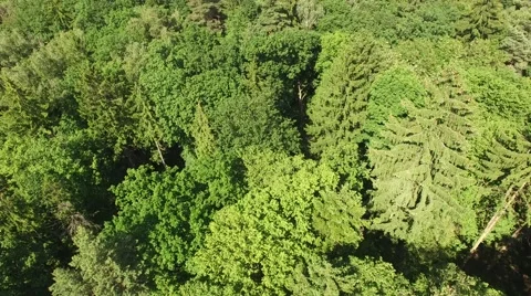 Flight over beautiful green forest Stock Footage 63868708