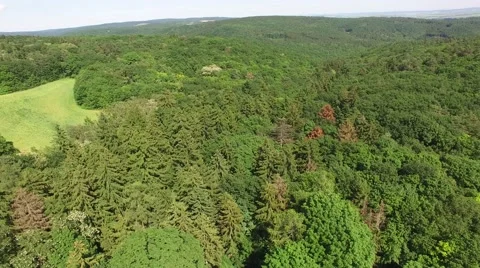 Flight over beautiful green forest Stock Footage 63868836