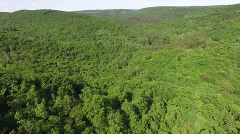 Flight over beautiful green forest Stock Footage 63869708