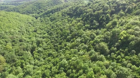 Flight over beautiful green forest Stock Footage 63870473