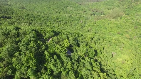 Flight over beautiful green forest Stock Footage 63870816