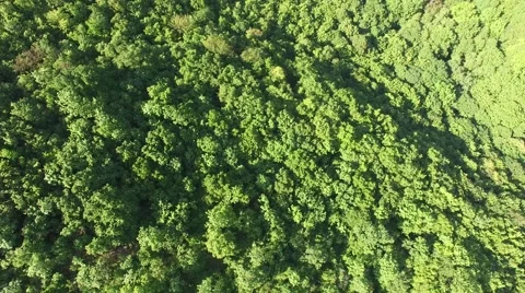 Flight over beautiful green forest Stock Footage 63871332
